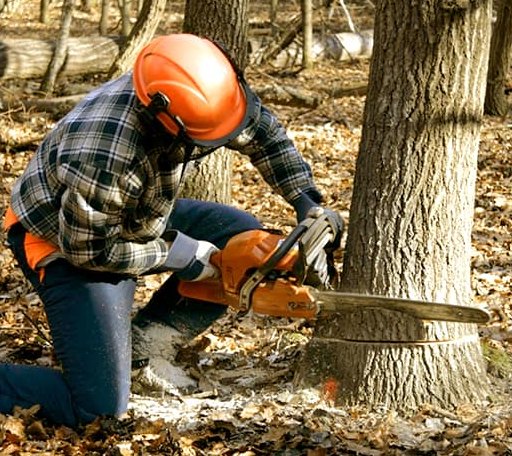 Tree Removal in Saint Hedwig, TX